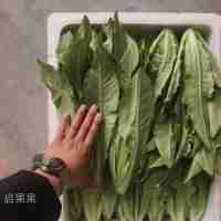 油麥菜