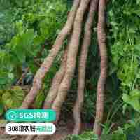 【遠方檢測-SGS 308項農(nóng)殘均未檢出 guojiaji非遺傳承】河南焦作 自然生長高礦物質壚土種植 新鮮山藥 5斤裝 蒸煮后 口感粉面香糯