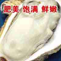鮮活生蠔原產(chǎn)地自發(fā)原產(chǎn)地生鮮直發(fā)鮮活牡蠣新帶殼貝類海鮮水產(chǎn)專用乳山直發(fā)130斤/件