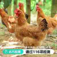 【通過遠(yuǎn)方116項(xiàng)檢測(cè)】山林里梨樹下散養(yǎng)500天 跑山老母雞 推薦燉湯 雞湯香濃 肉質(zhì)緊實(shí) 凈重2.2~2.6斤/只