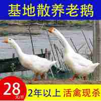 28元一斤基地散養(yǎng)老鵝(下單貨到確認收貨)